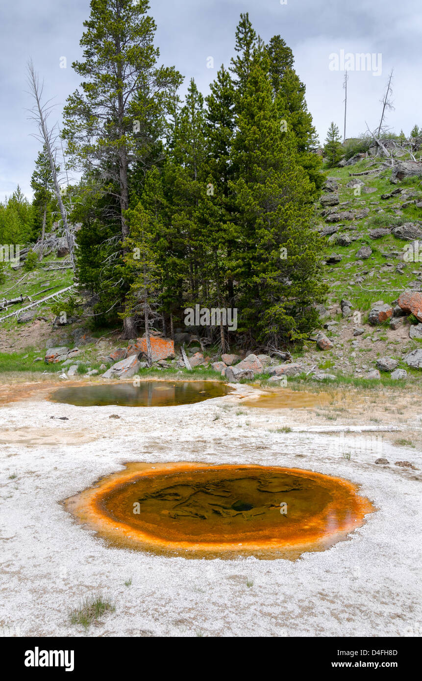 geyser in Yellowstone National Park in Wyoming Stock Photo