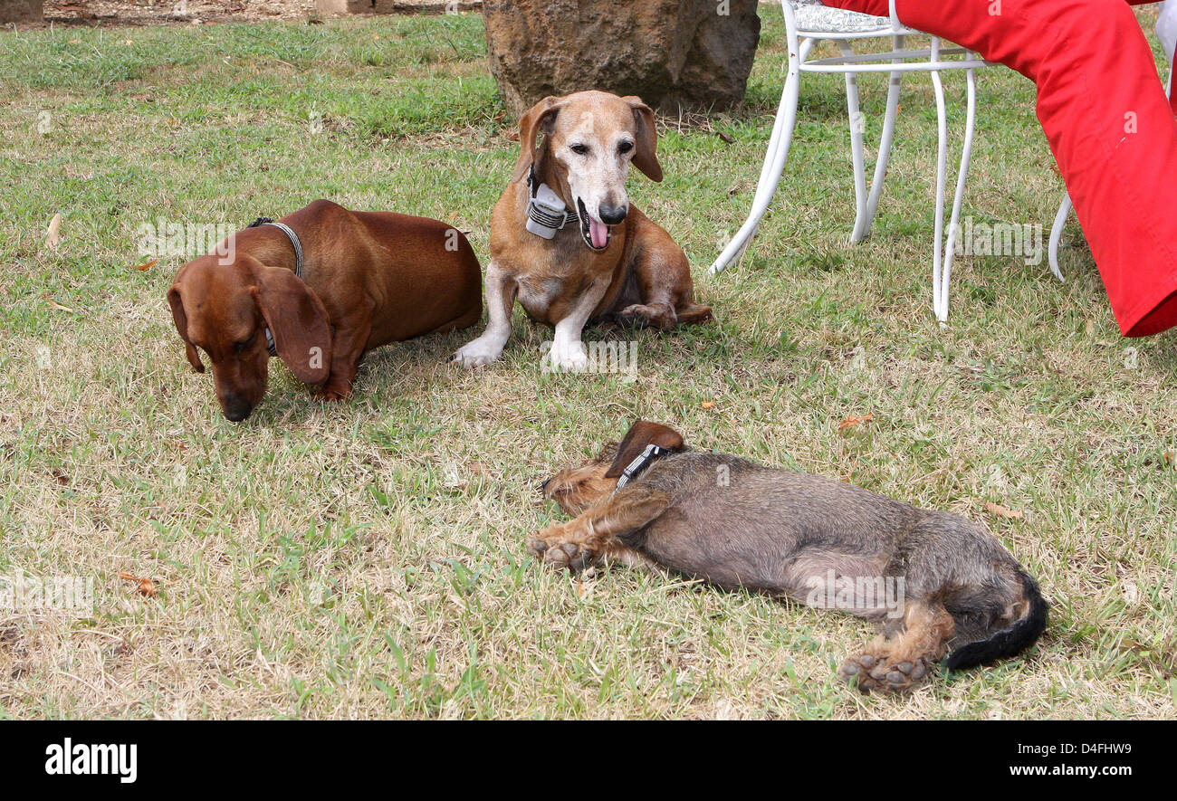 Three of the Dachshunds of Queen Margrethe II of Denmark and Henrik, Prince Consort of Denmark