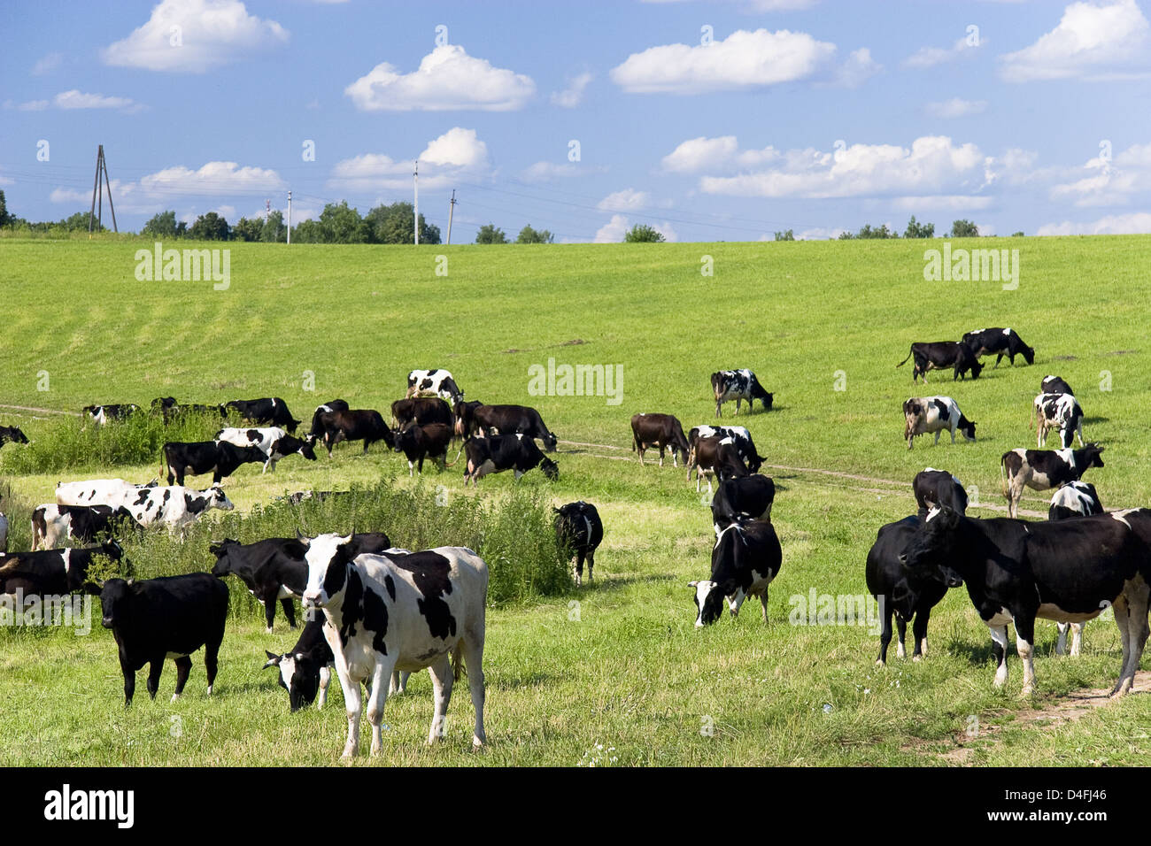 Cows on the meadow Stock Photo - Alamy