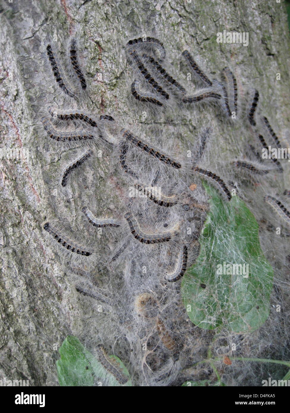 Oak Processionary caterpillars have afflicted an aok tree in   Rosswag, Germany, 7 June 2008. The caterpillars produce a nettle-like poison which is harmful to humans, causing irritations of the skin and the eyes, breathing problems, fever and dizziness. Photo: Arne Dedert Stock Photo