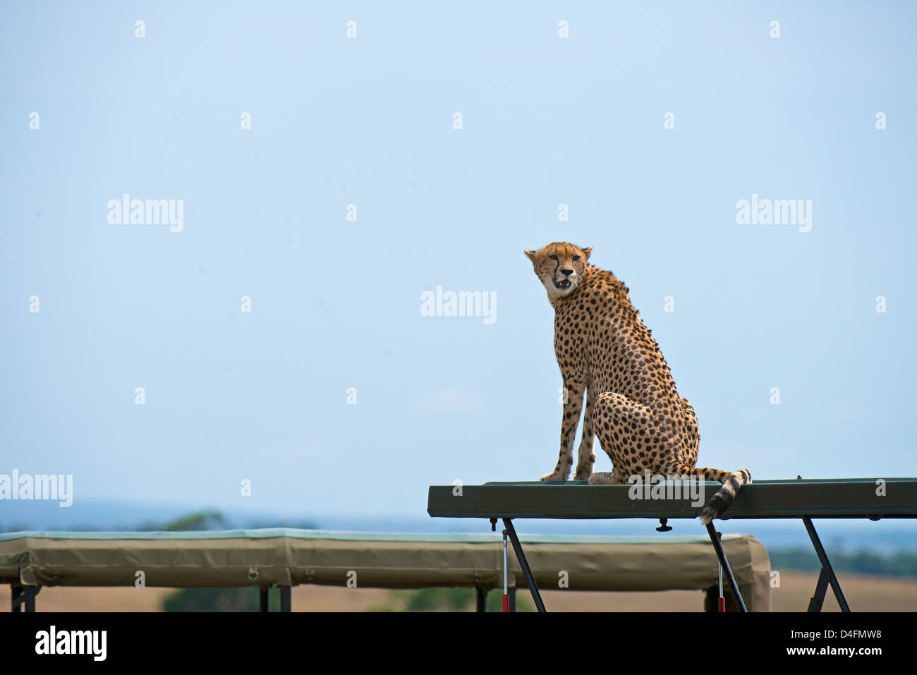 Wild Cheetah on top of a tourist vehicle in Masai Mara, Kenya, Africa Stock Photo