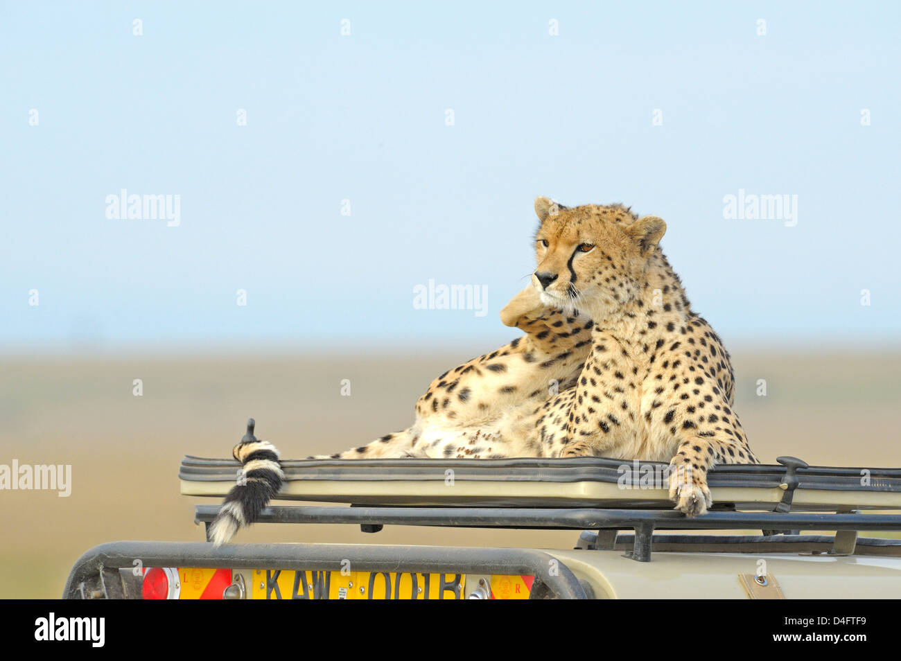 Wild Cheetah on top of a tourist vehicle in Masai Mara, Kenya, Africa Stock Photo