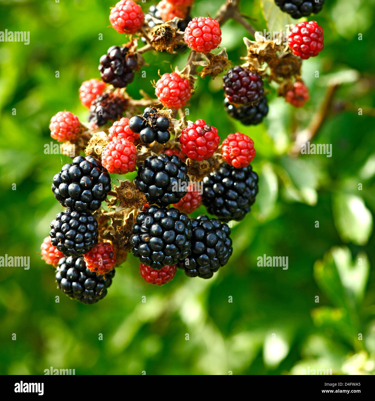 Wild blackberries growing in a hedgerow, UK Stock Photo