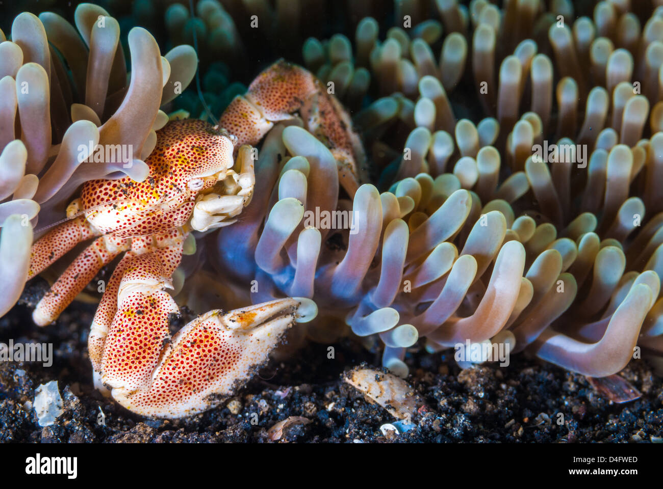 Porcelain crab (Neopetrolisthes maculatus), Raja Ampat, Indonesia Stock Photo