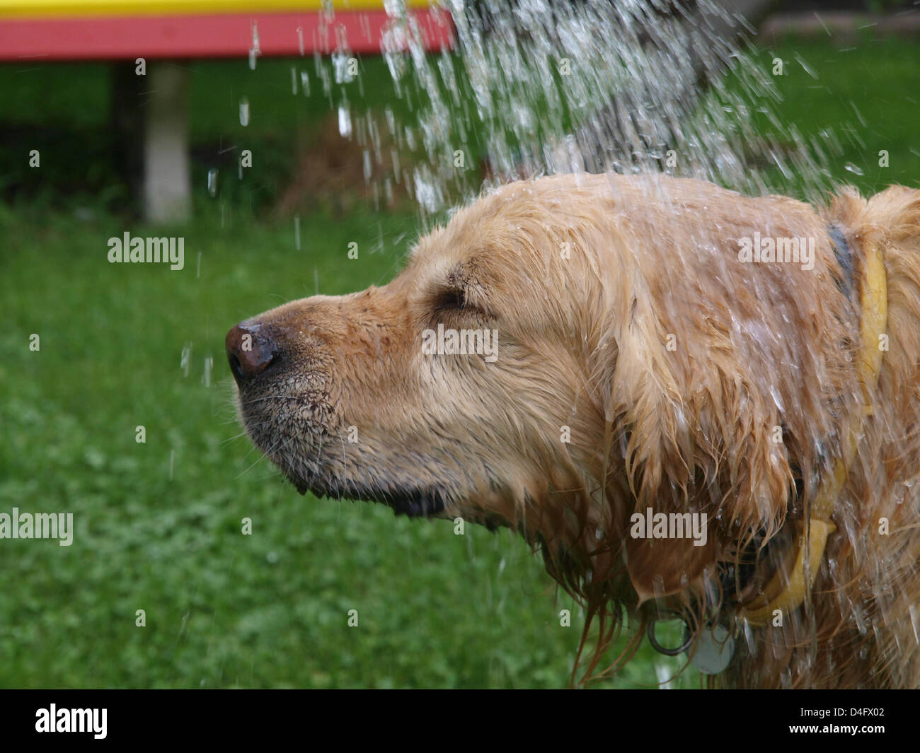 Golden Retriever Lemmy receives a shower from a watering can during