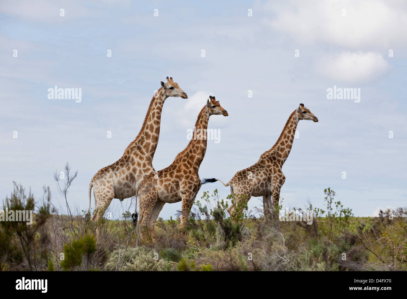 Giraffes standing in a row on horizon Stock Photo