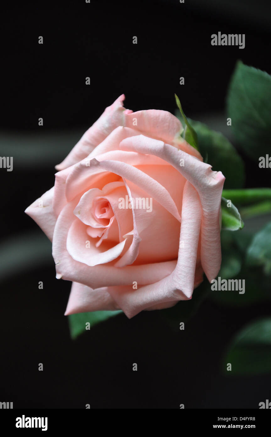 Beautiful pink rose Stock Photo - Alamy