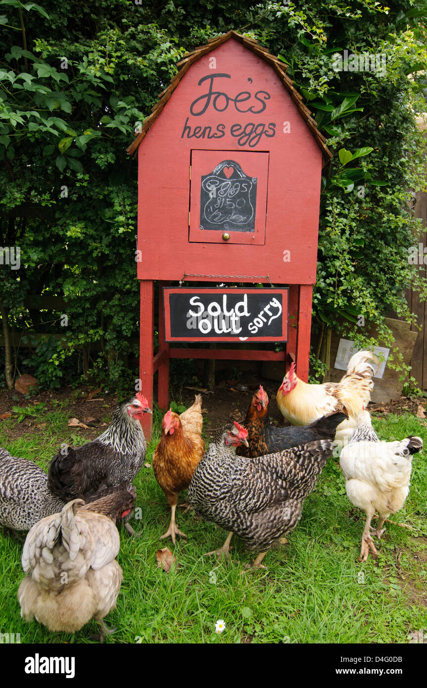 Chicken eggs for sale at a farm in the Cotswolds, England. But they are sold out now. Sorry. Stock Photo
