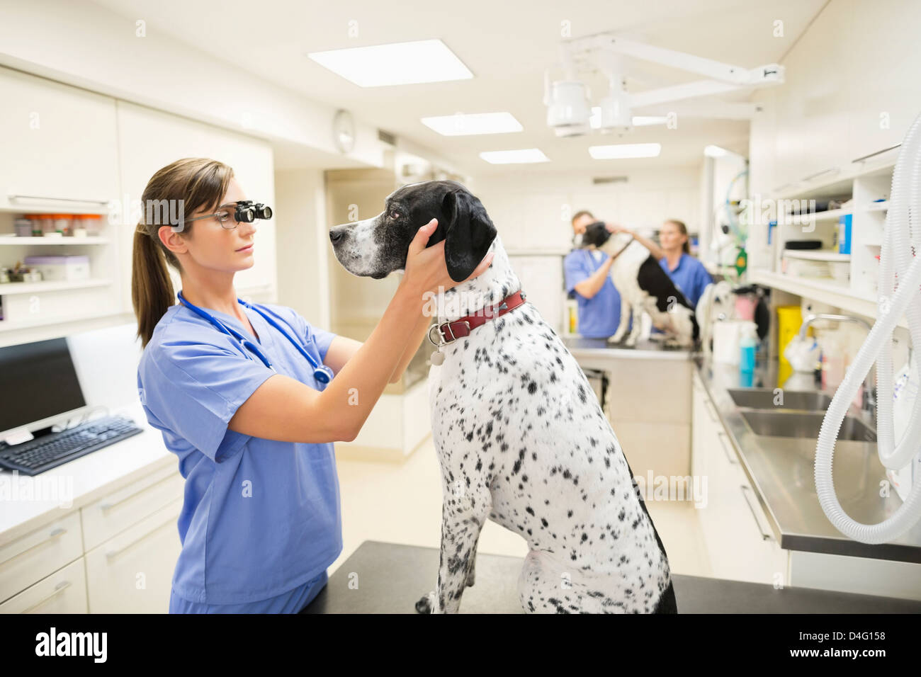 Veterinarian examining dog's ears in vet's surgery Stock Photo Alamy
