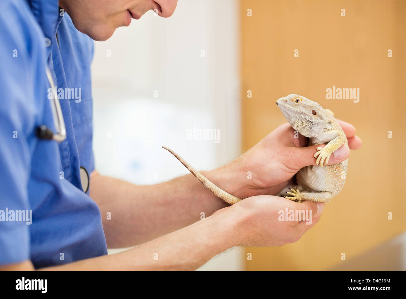 Animal surgery iguana hi-res stock photography and images - Alamy