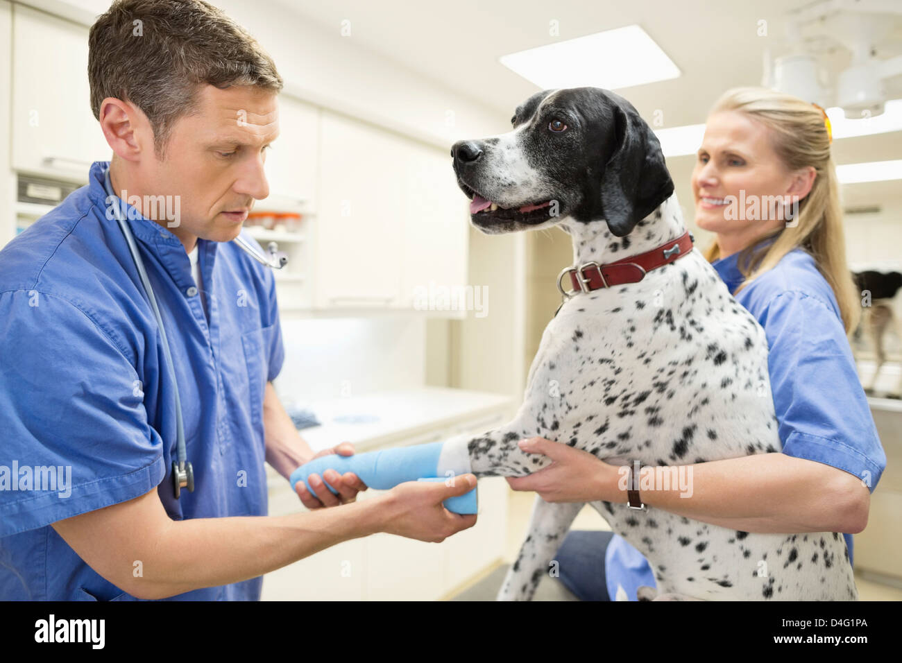 Veterinarian Examining Cat In Vets Surgery Stock Photo Alamy