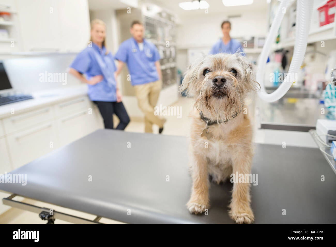 Dog sitting on table in vet's surgery Stock Photo