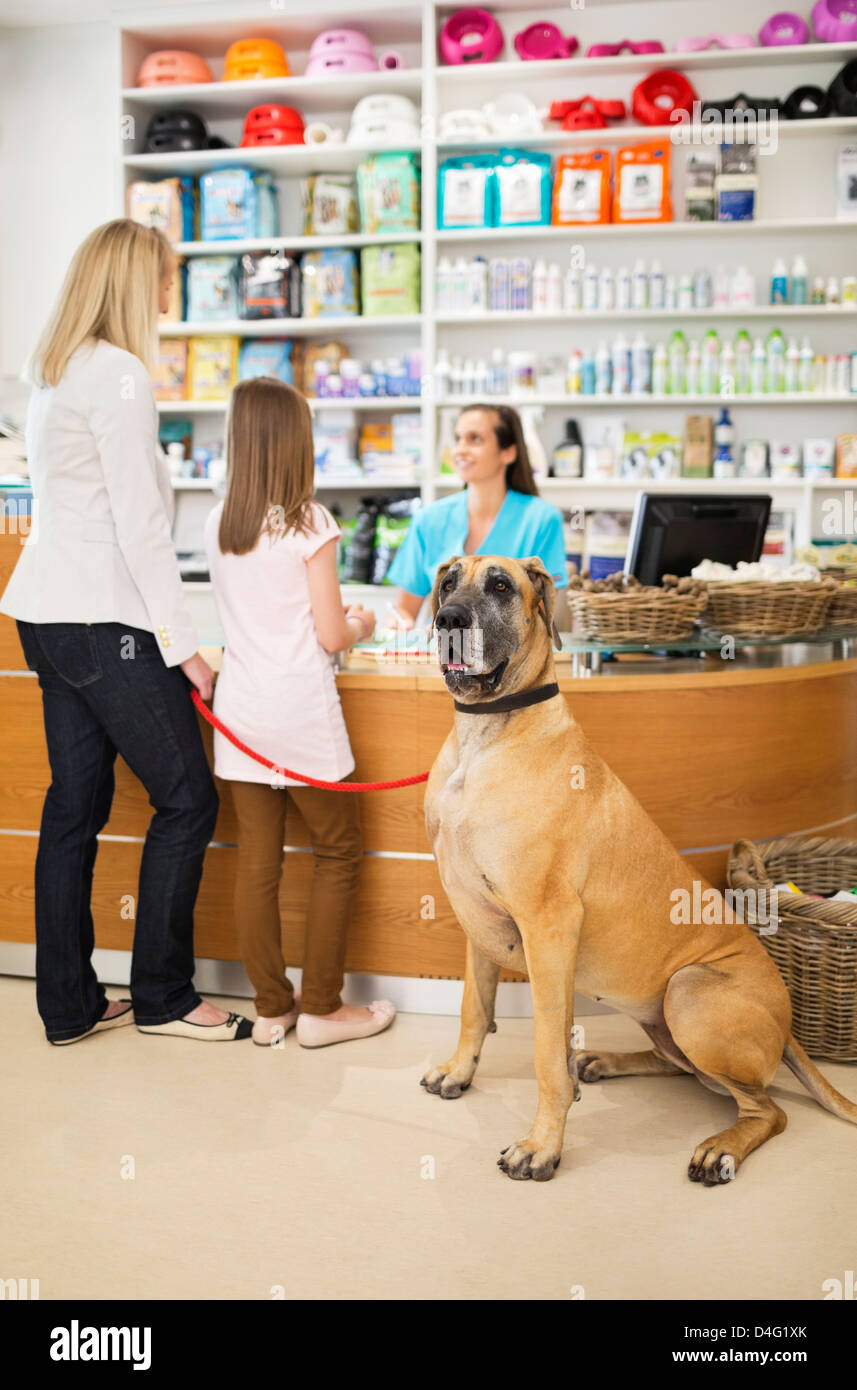 Owners bringing dog to vet's surgery Stock Photo Alamy