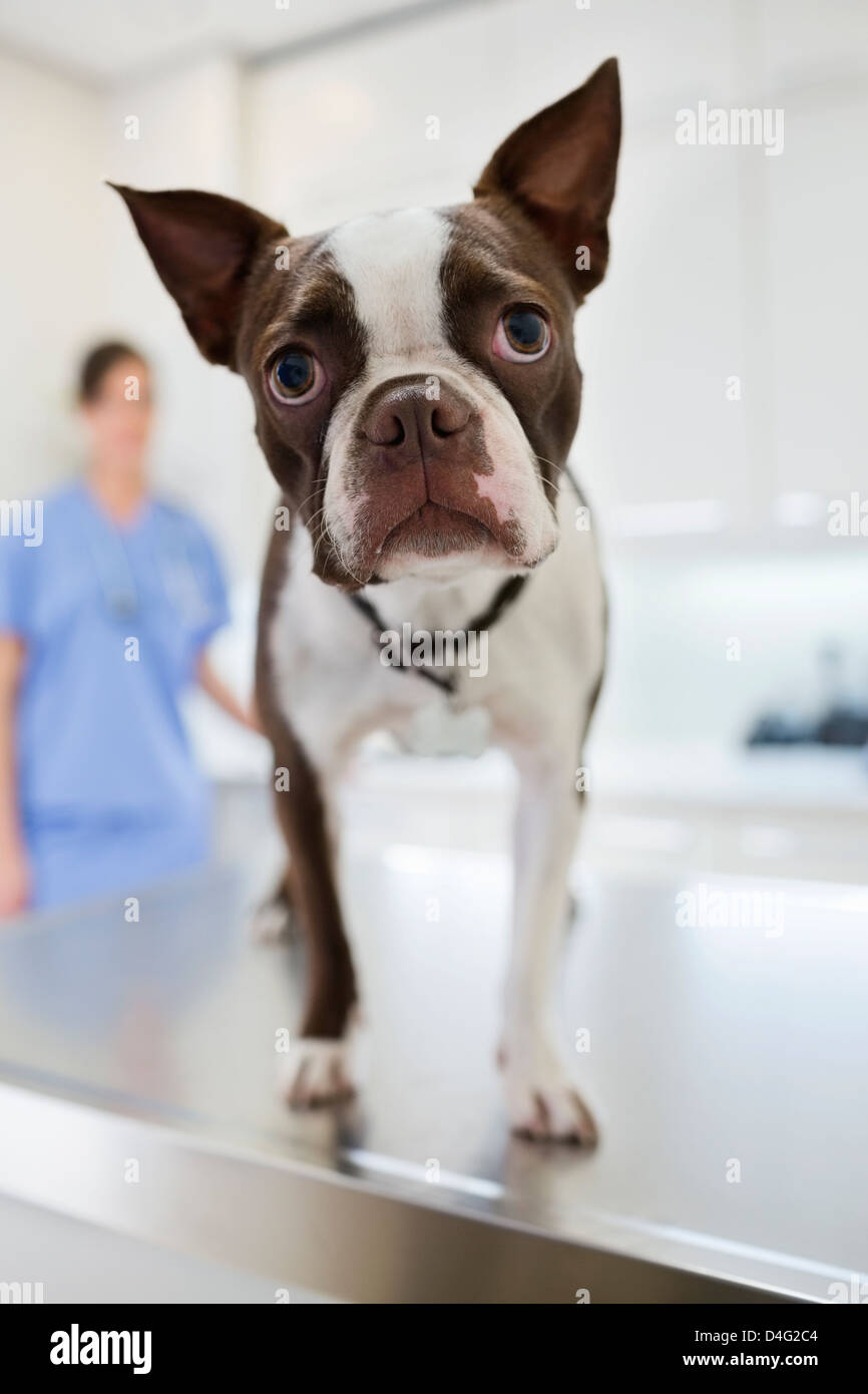 Vets hires stock photography and images Alamy