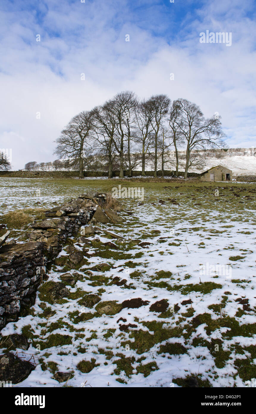 A copse of trees in the Yorkshire Dales in winter Stock Photo - Alamy