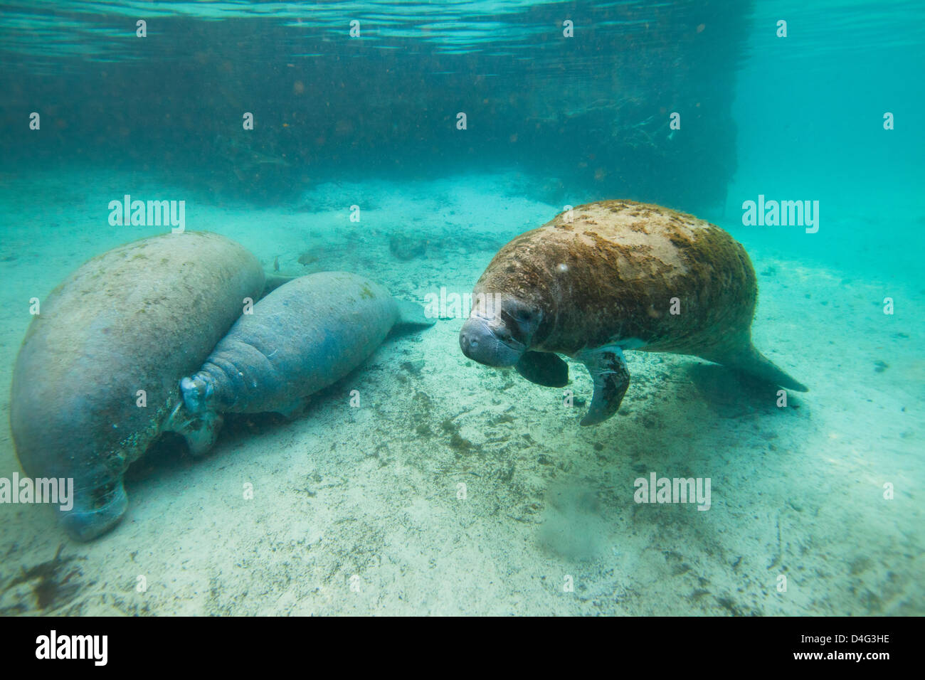 Mother and Baby West Indian Manatee or Trichechidae floating in tropical blue water in Crystal River Florida with a 3rd swimming Stock Photo