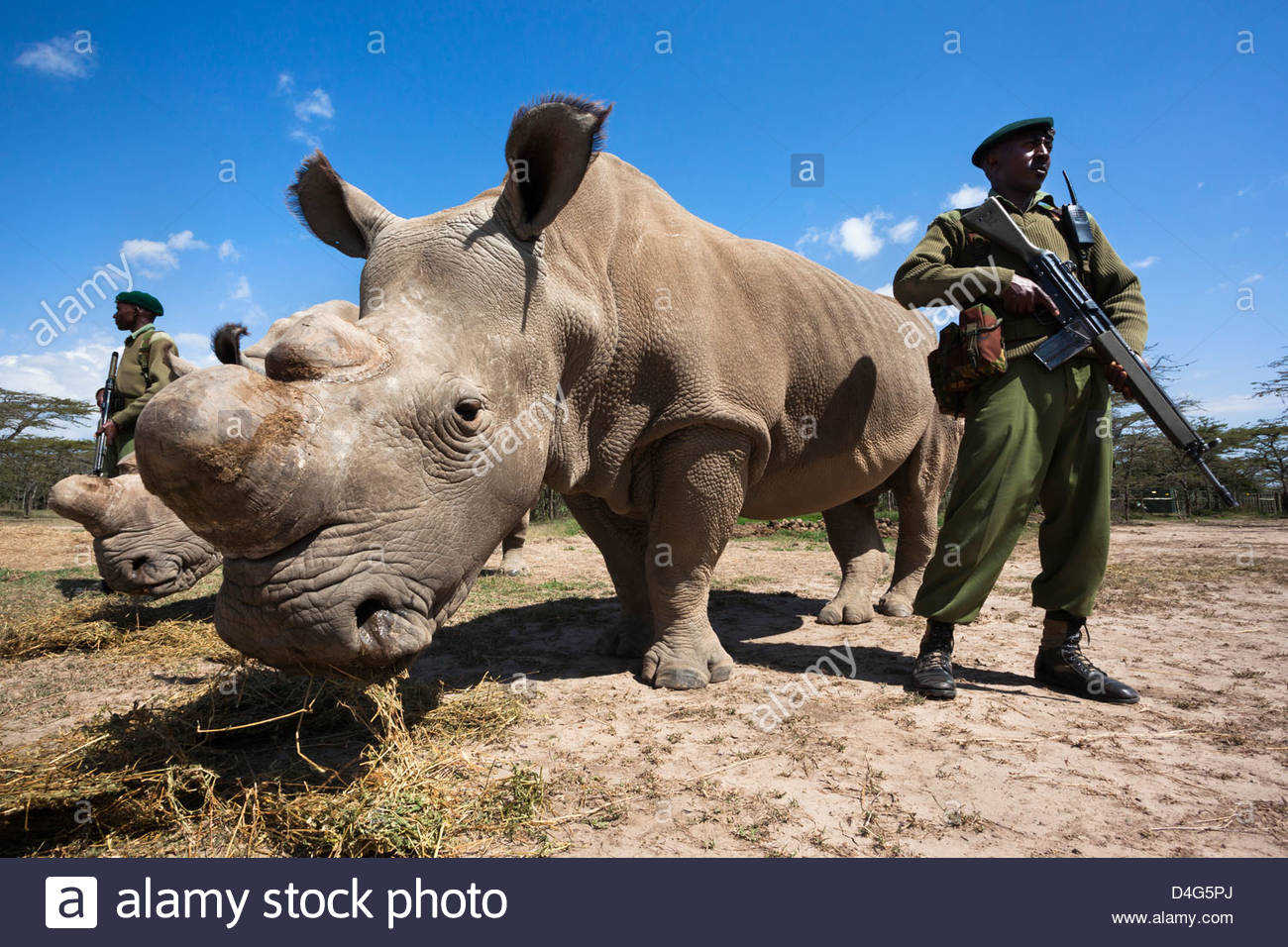northern white rhinoceros guards northern white rhinoceros guards