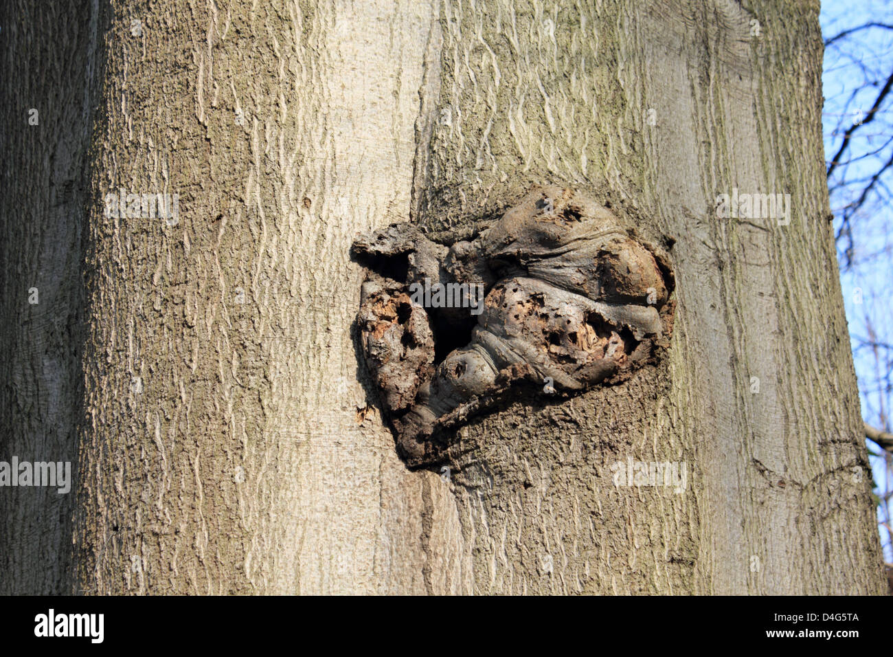 Unusual growth on beech tree trunk looks like a monster escaping. Surrey England UK Stock Photo