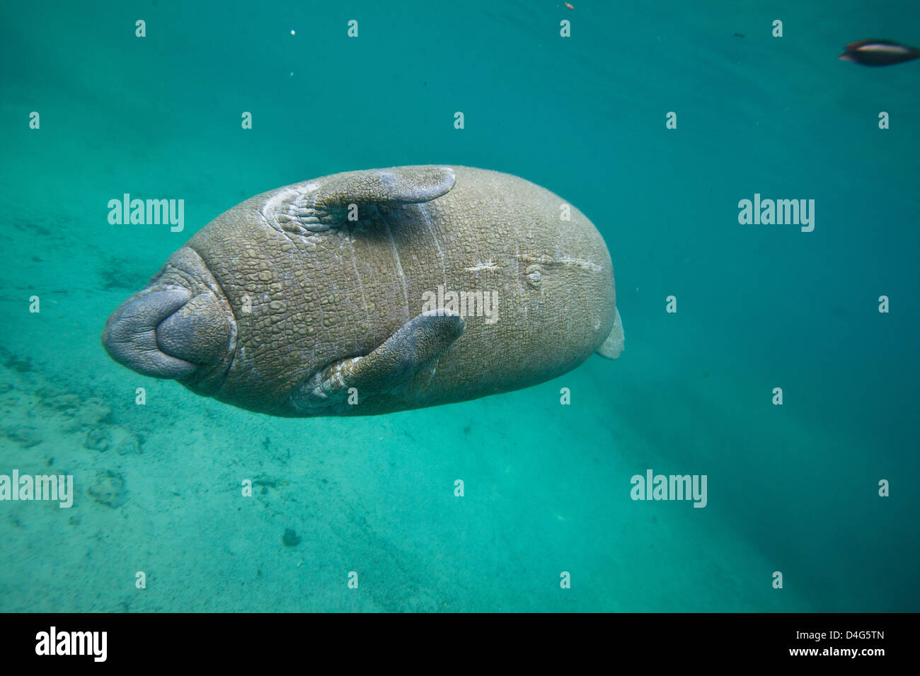 West Indian Manatee or Trichechidae floating in tropical blue water in Crystal River Stock Photo