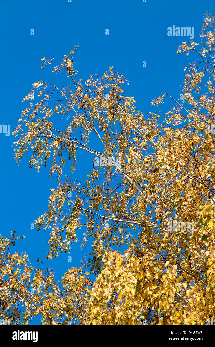 The yellowed birch on a background of the blue sky Stock Photo - Alamy