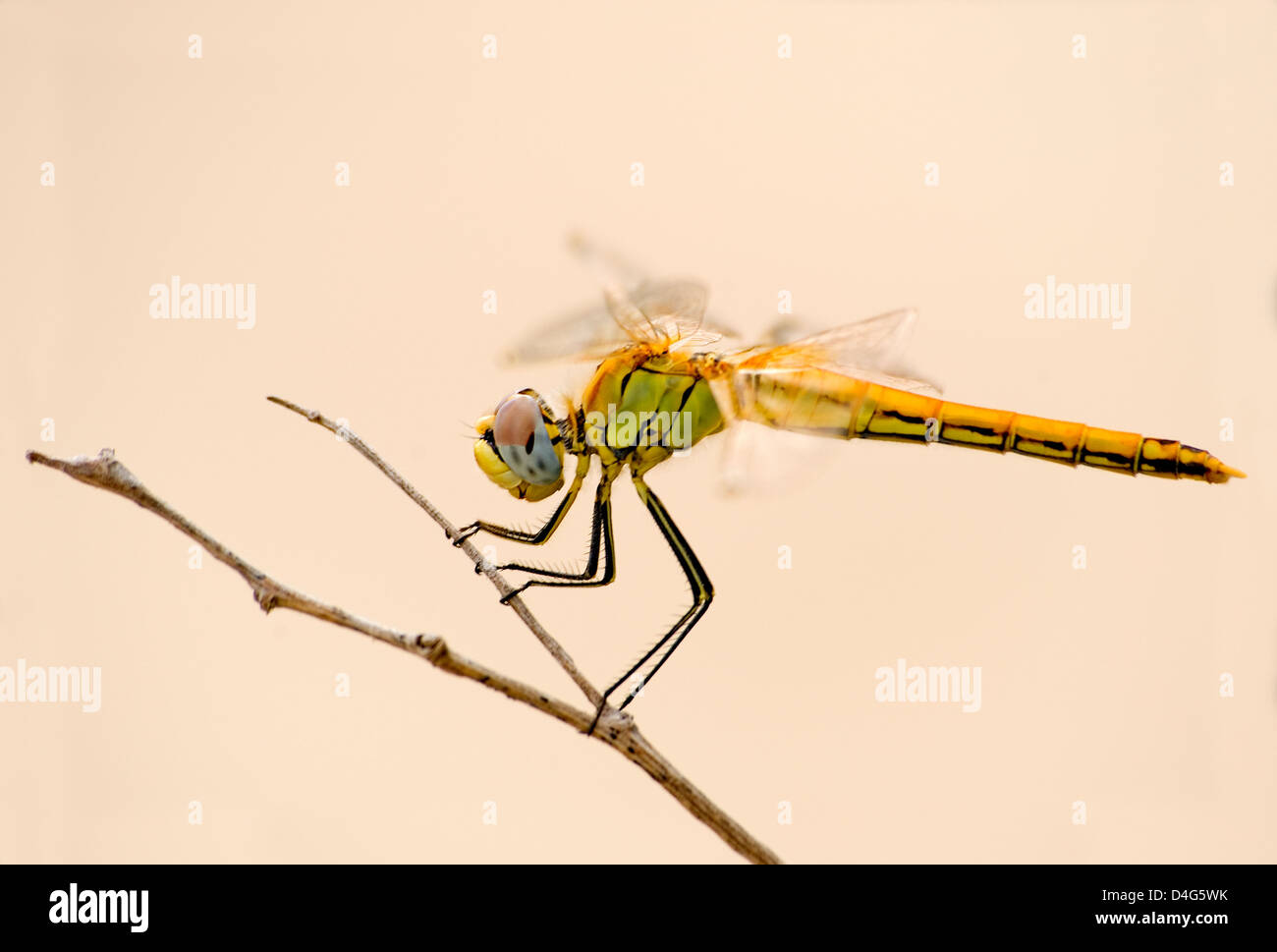 The dragonfly sits on a dry branch on a background of the yellow sand ...