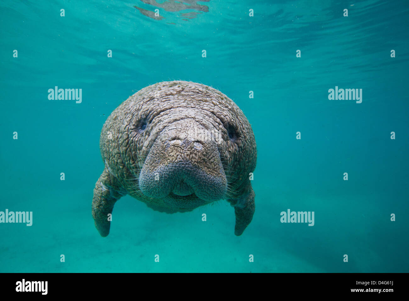 Close Up of a West Indian Manatee or Trichechidae floating in tropical blue water in Crystal River Florida Stock Photo