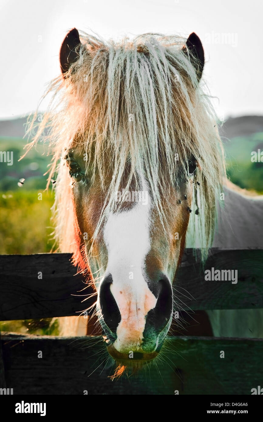 horse head close up at sunset in a rural yard Stock Photo