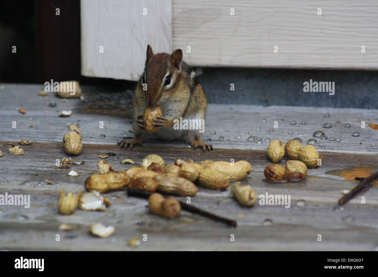 Chipmunk eating peanuts Stock Photo