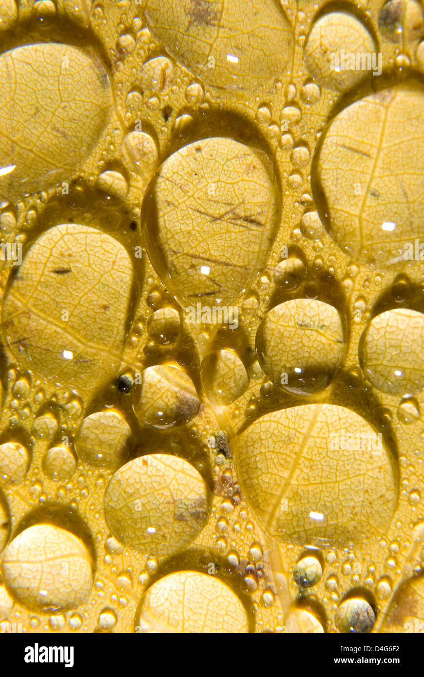 Different leaf size hires stock photography and images Alamy