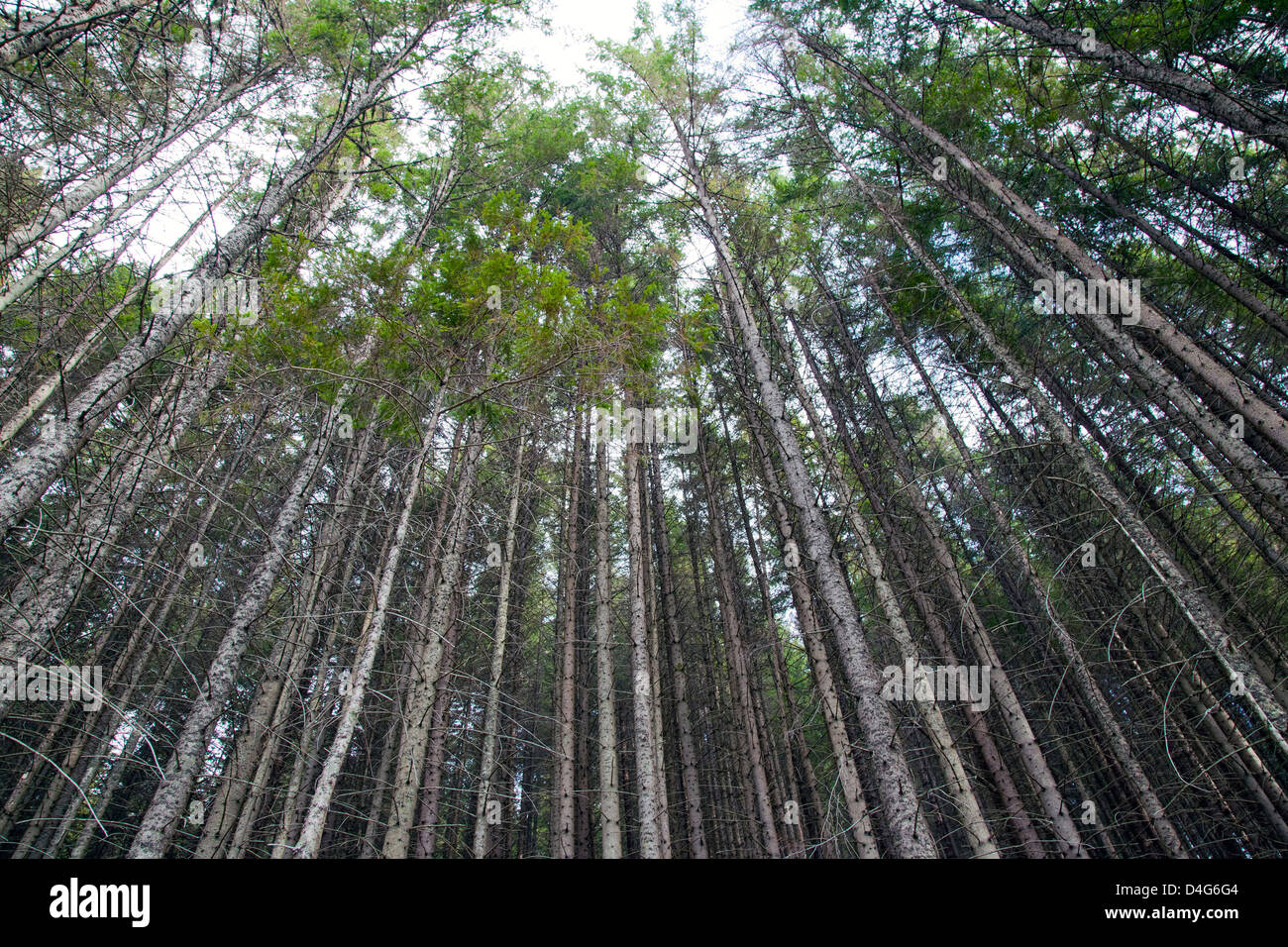 High green pine tree blue hi-res stock photography and images - Alamy