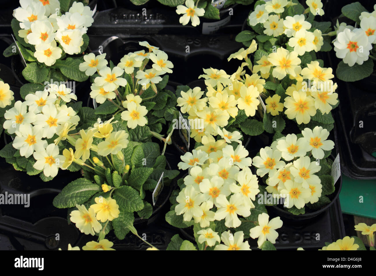 Potted primulas for sale. Spring bedding plants at a garden centre, Surrey England UK. Stock Photo
