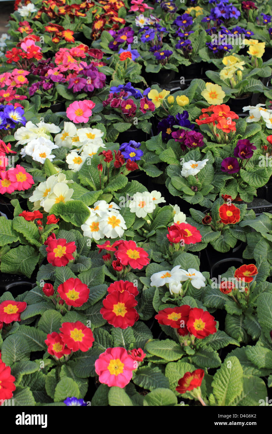 Potted primulas for sale. Spring bedding plants at a garden centre, Surrey England UK. Stock Photo