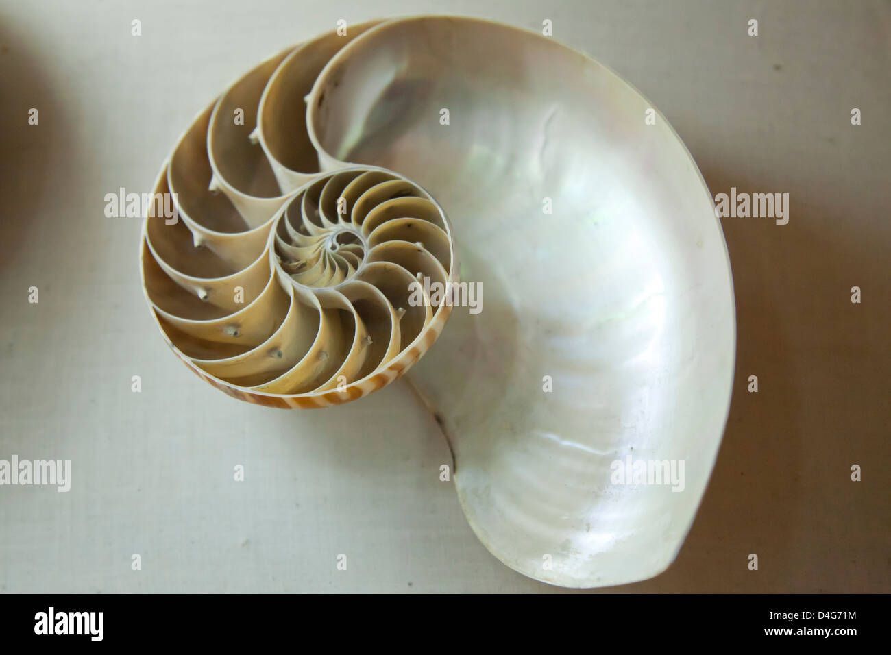 nautilus shell section on a grey background in a museum Stock Photo