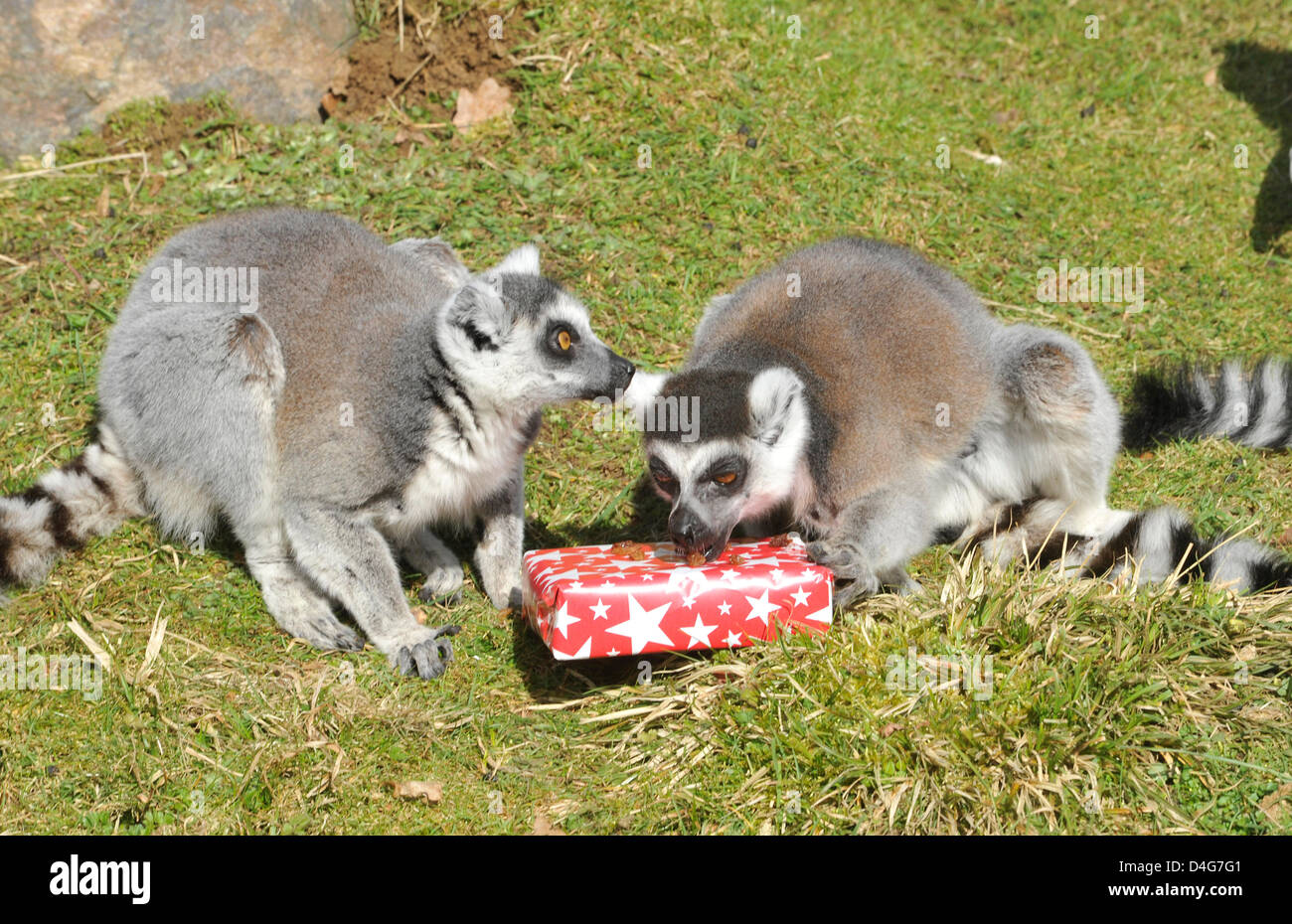Bedfordshire, UK. 13th March 2013. Keepers at ZSL Whipsnade Zoo are preparing to celebrate two very special birthdays tomorrow –as ring-tailed lemur twins, Billy and Taffy, turn 25 today.        The pair, who are thought to be the oldest lemur twins in the world, will be treated to a special birthday cake made of fruit, and presents full of their favourite treats to unwrap, along with piñatas in the shape of a 25 to mark their day.         Their birthday is a significant milestone as lemurs rarely live past the age of 20. Credit Brian Jordan/Alamy Live News Stock Photo