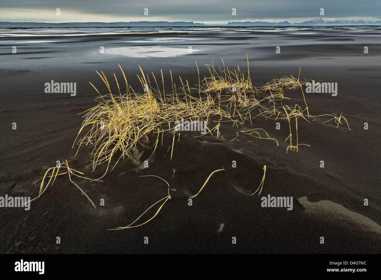 Grass growing in the black sands, Medallandssandur, South Coast Iceland Stock Photo