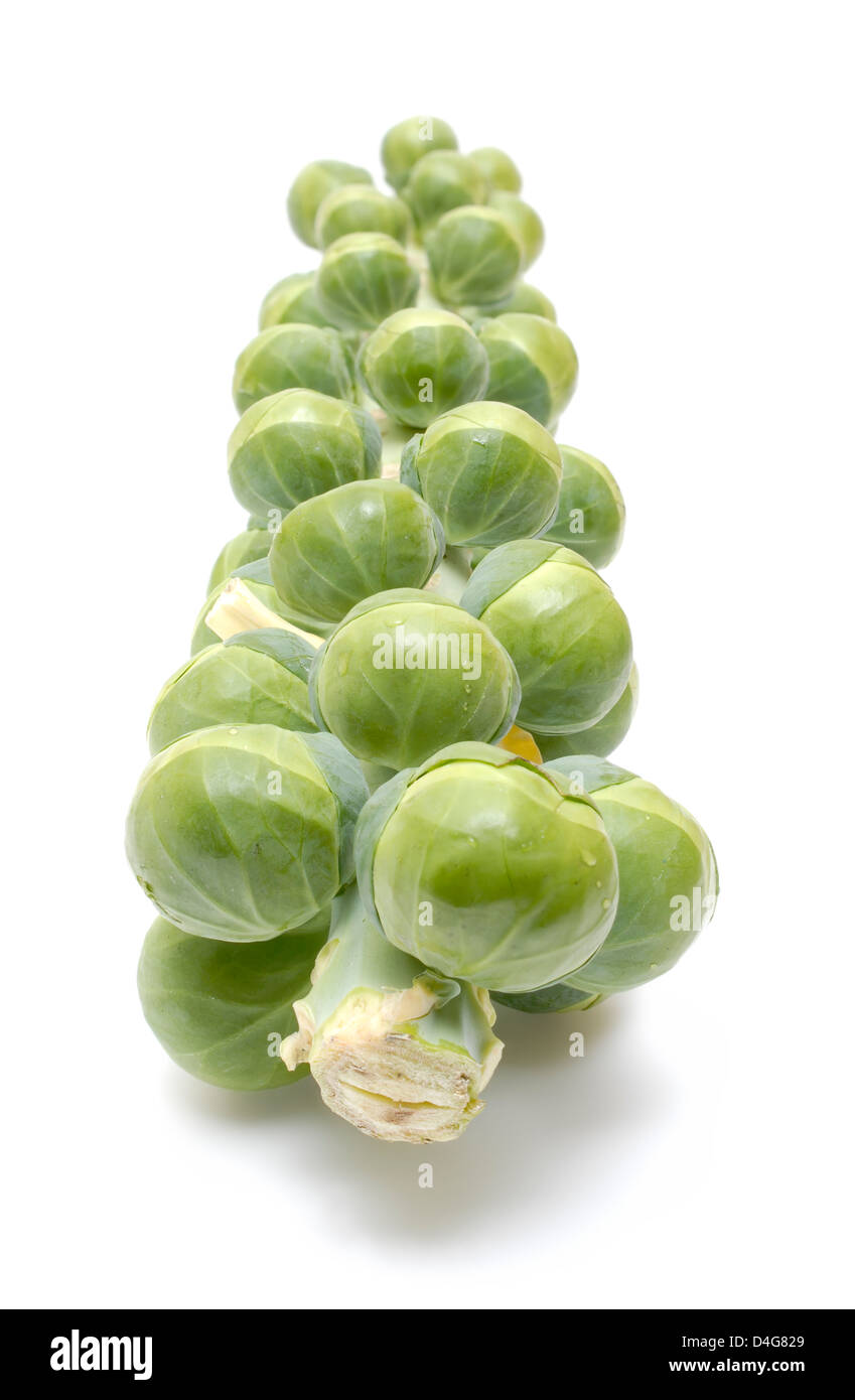 Brussel Sprouts on Stem Stalk Stock Photo