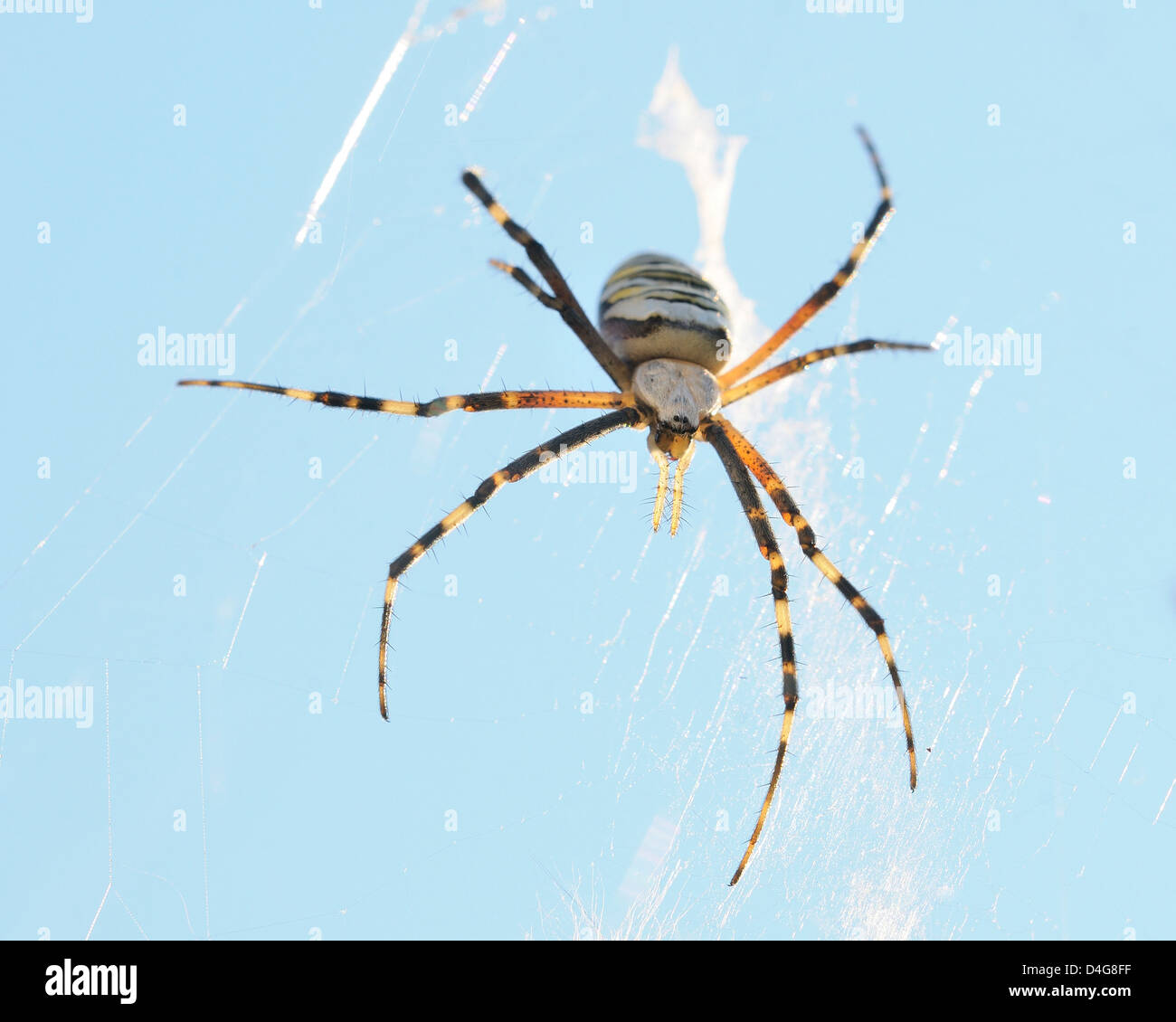 wasp spider Stock Photo