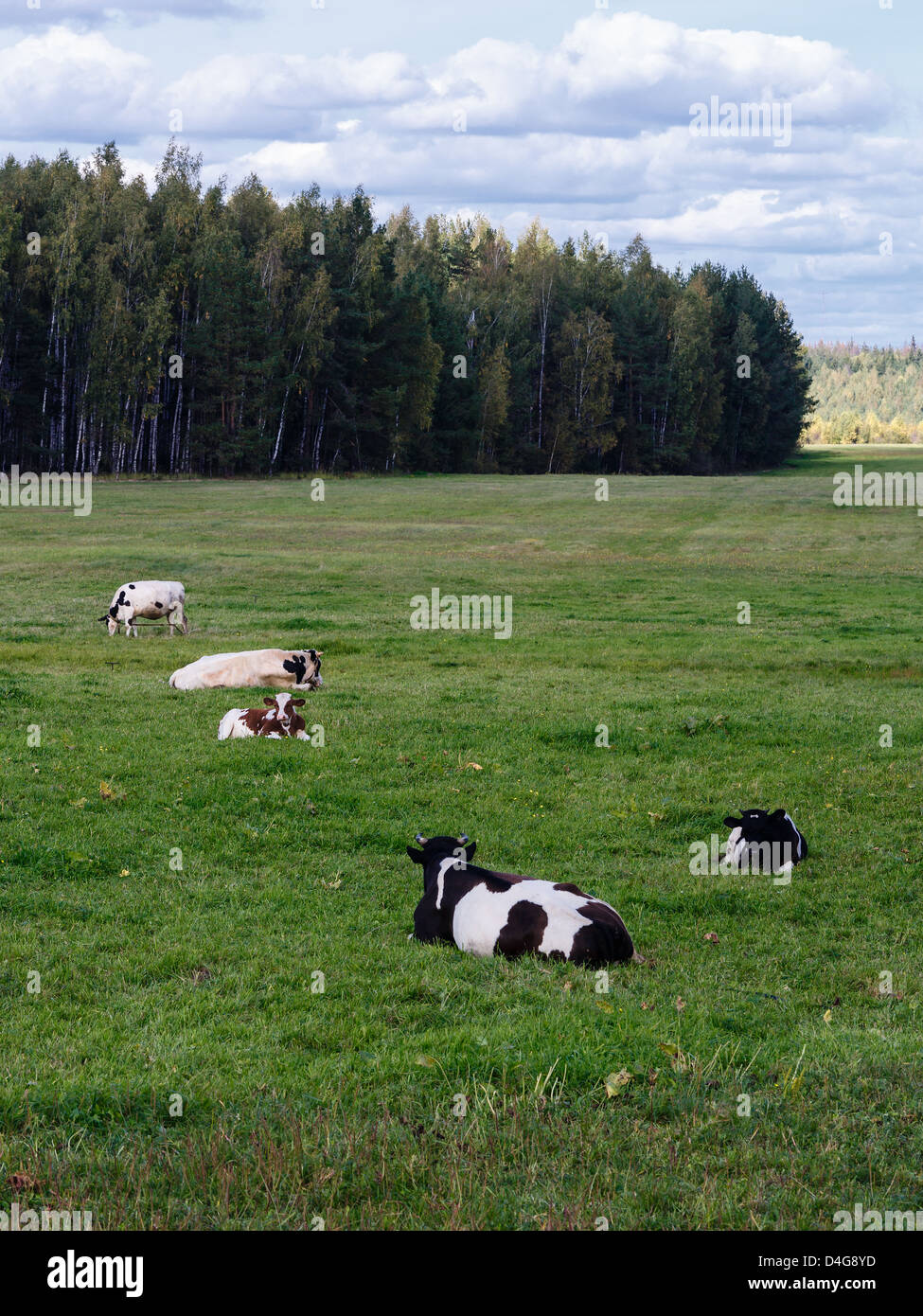 Herd of cows being grazed on a meadow Stock Photo - Alamy