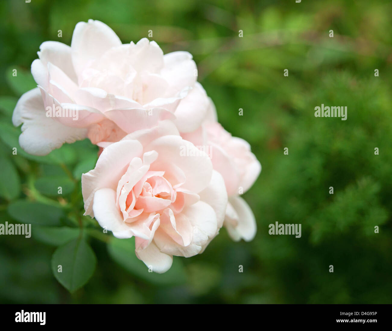 Pink rose flowers closeup, green garden background Stock Photo - Alamy