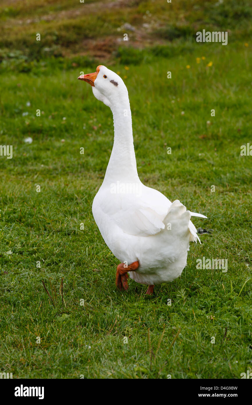 White goose on a green grass Stock Photo