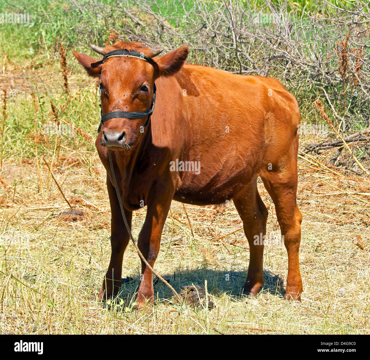 Red young calf feeding Stock Photo - Alamy