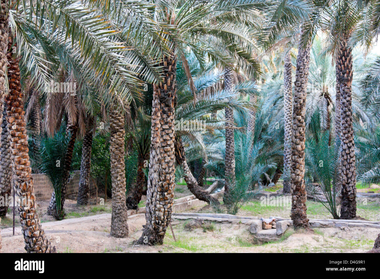 Palm trees in the Oasis of Al Ain, Abu Dhabi, United Arab Emirates