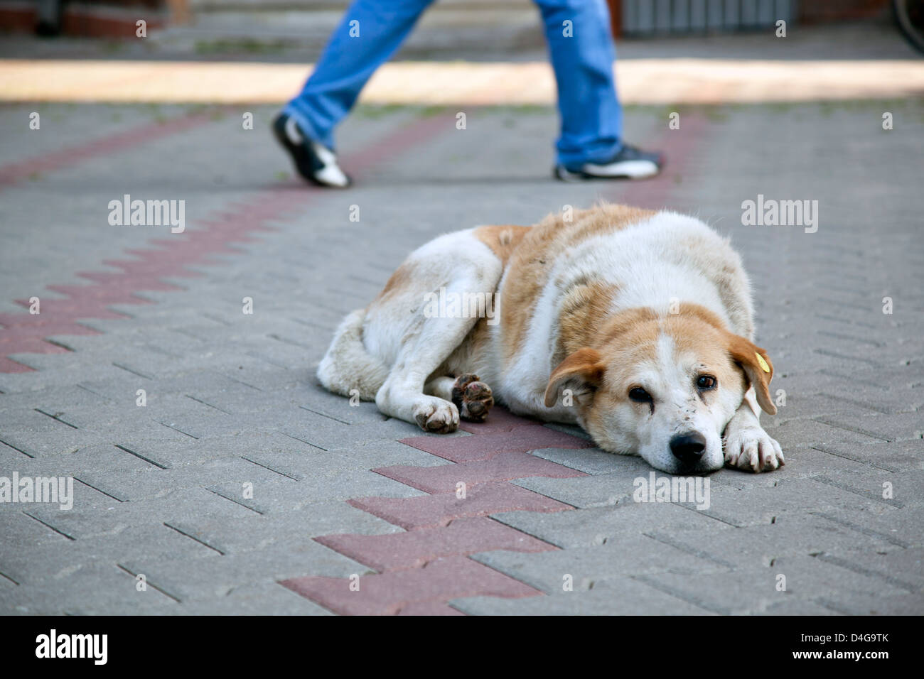 sad homeless stray dog with ear tag sitting on the street with human feet walking away in the background Stock Photo