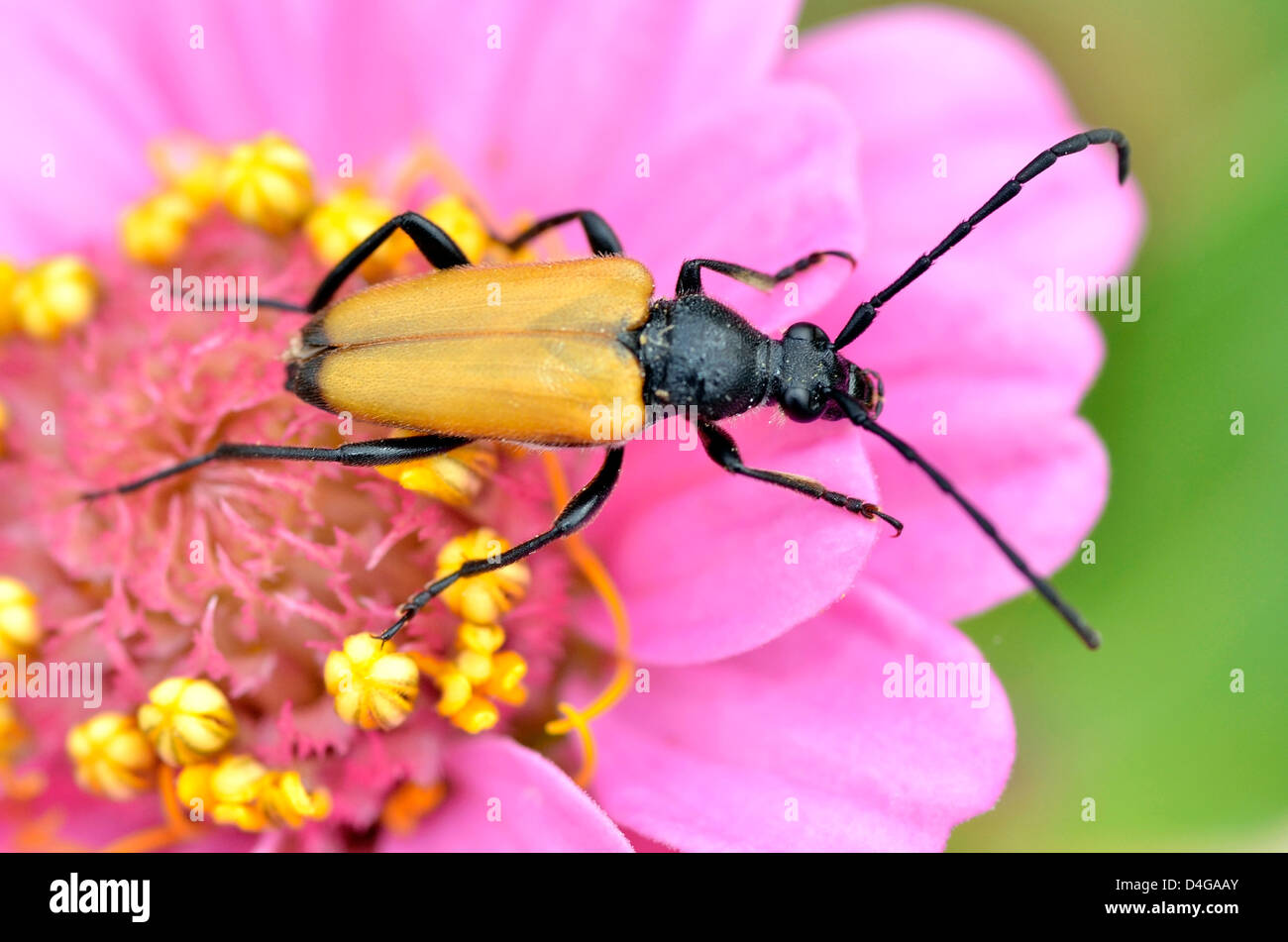 Macro of beetle (Leptura cordigera) on pink zinnia flower Stock Photo