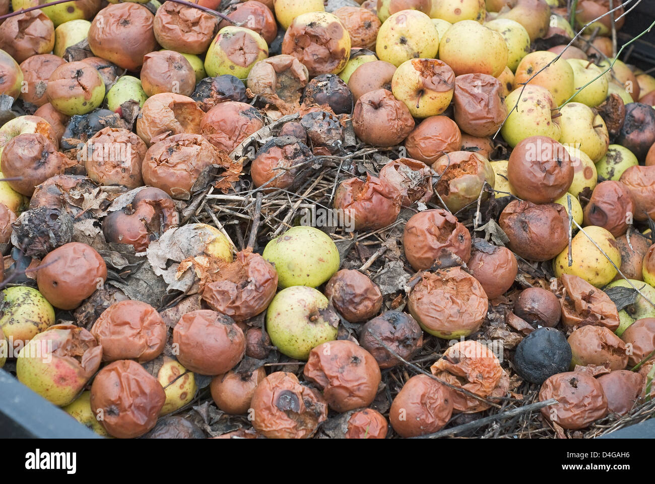 Composting Pile of Rotting Garden Apples as Example of Sustainable Living Stock Photo