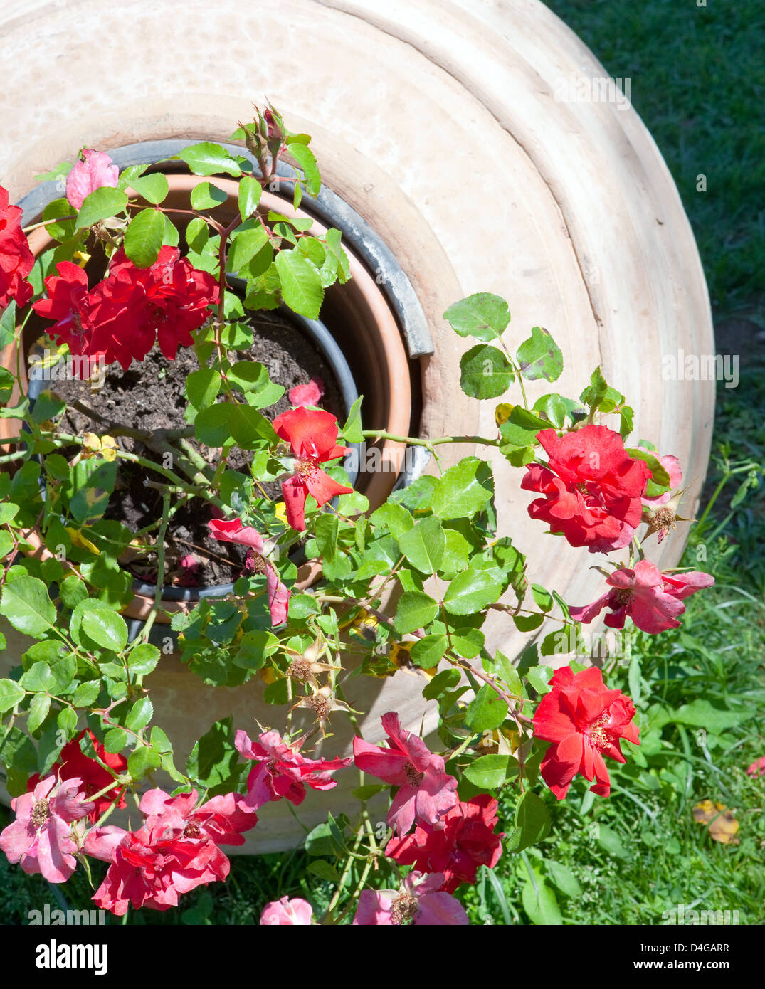 Rosebush flower hi-res stock photography and images - Alamy