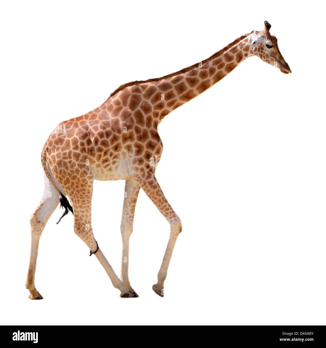 Giraffe (Giraffa camelopardalis) walking isolated on white background Stock Photo