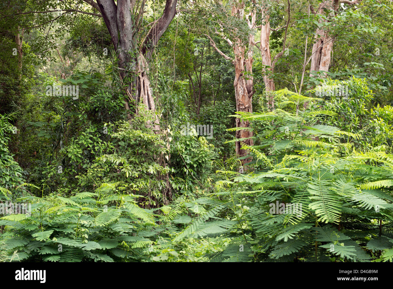 Australian Paperbark Tree High Resolution Stock Photography and Images ...