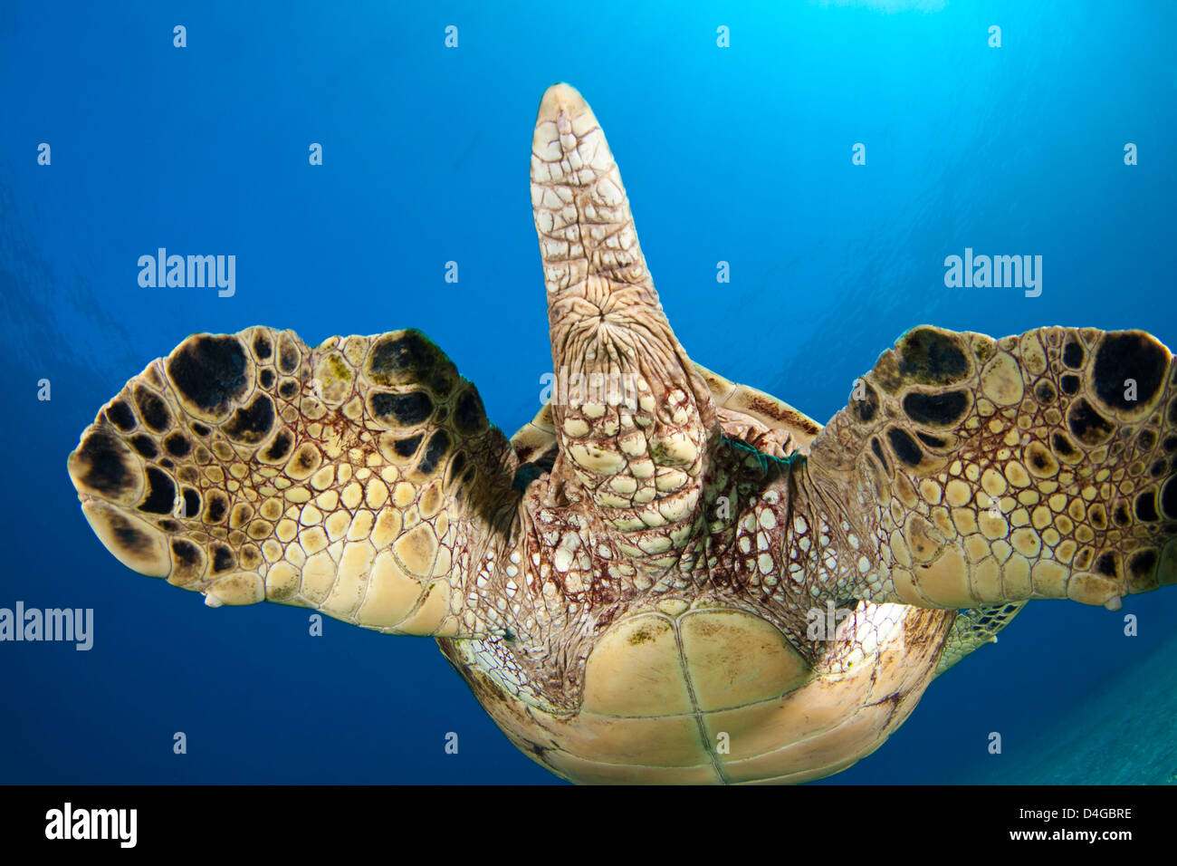 The tail end view of a green sea turtle, Chelonia mydas, an endangered species. Hawaii. Stock Photo