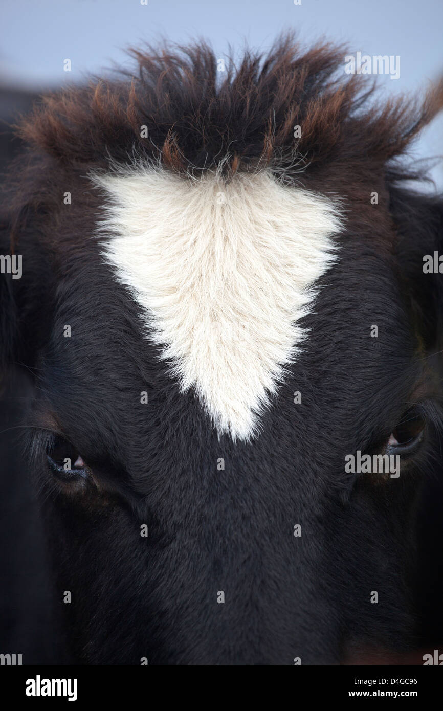 Black cow portrait close up hi-res stock photography and images - Alamy